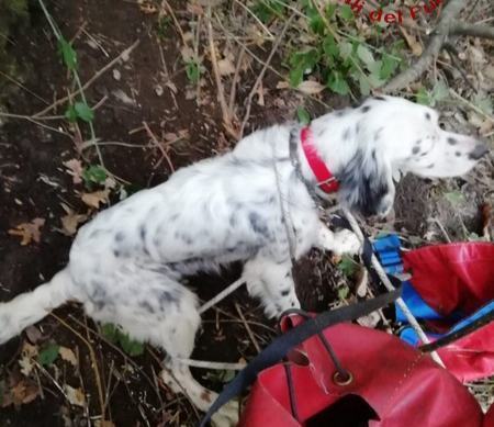 Cade in una scarpata per salvare il suo cane: l’intervento dei Vigili del Fuoco – FOTO