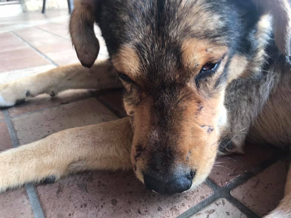 La segnalazione di un lettore: ‘I cani di Gambarie sono in pericolo’ – FOTO