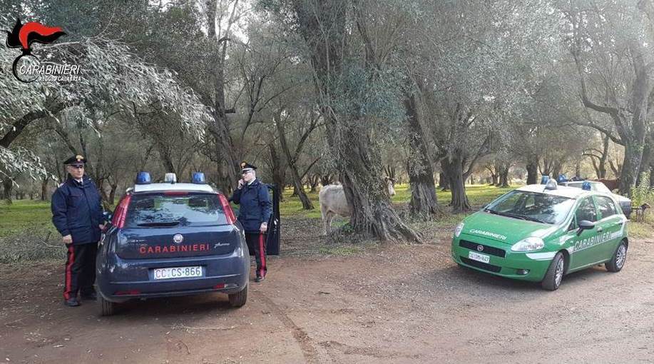 Gioia Tauro, intensificazione dei controlli nel weekend. Un arresto e diverse denunce