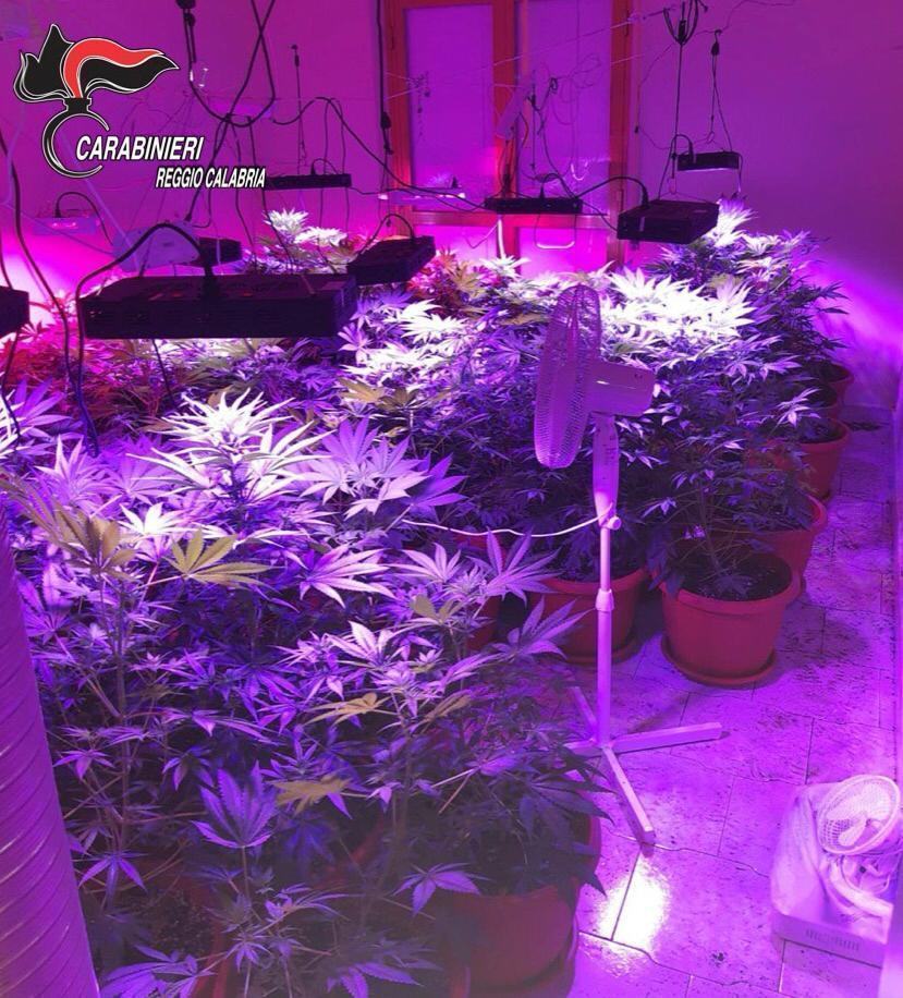 Coltiva marijuana dentro casa: arrestato 25enne in provincia di Reggio