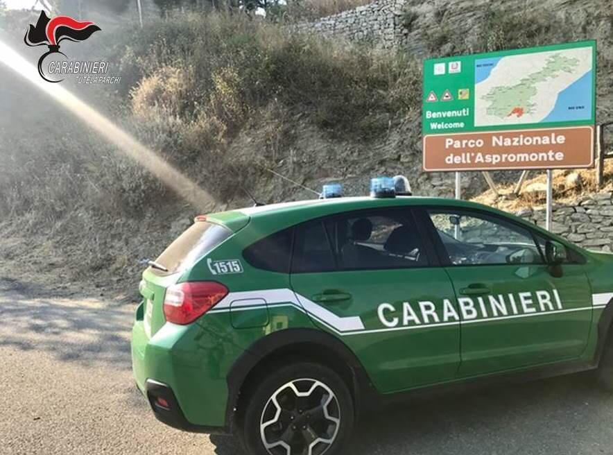 Trasportava illegalmente fringuelli ed altri esemplari protetti. Deferita una persona nel reggino