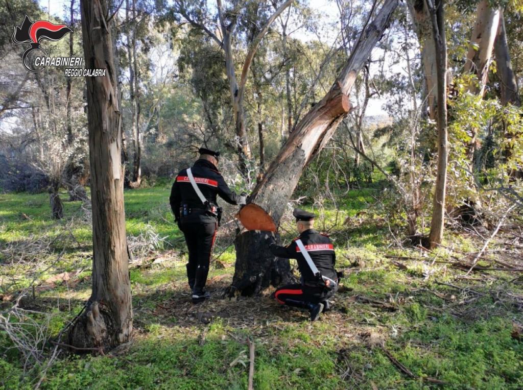 Beccati con le mani ‘nella legna’: due arresti in provincia di Reggio