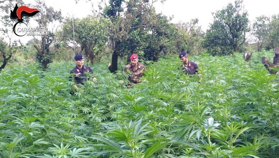 Operazione ‘Piana stupefacente’: i nomi degli arrestati