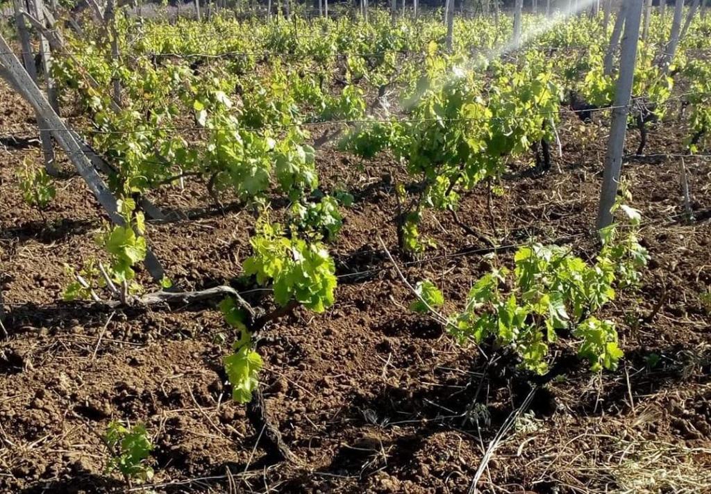 Arghillà, quartiere dalle mille potenzialità: l’appello di un cittadino