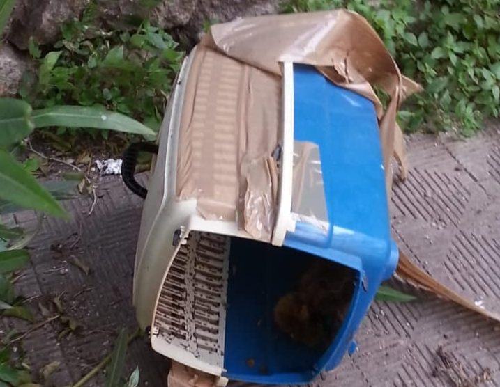 Reggio, macabro ritrovamento: gattino bruciato vivo in un trasportino