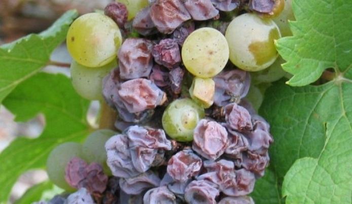 Cosa sono i vini muffati?