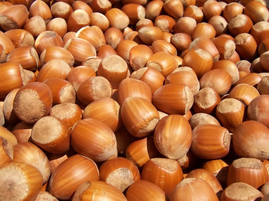 Calabria, quinta Regione d’Italia per produzione di nocciole. Arriva l’intesa con Ferrero
