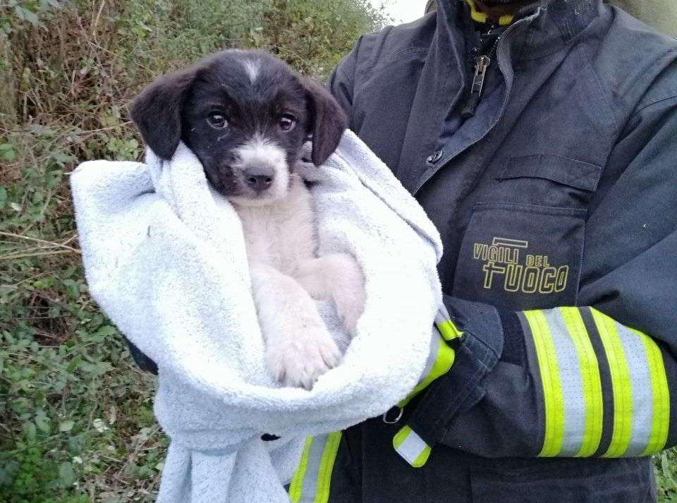 Calabria, intervento Vigili del Fuoco utile a salvare un cucciolo di cane