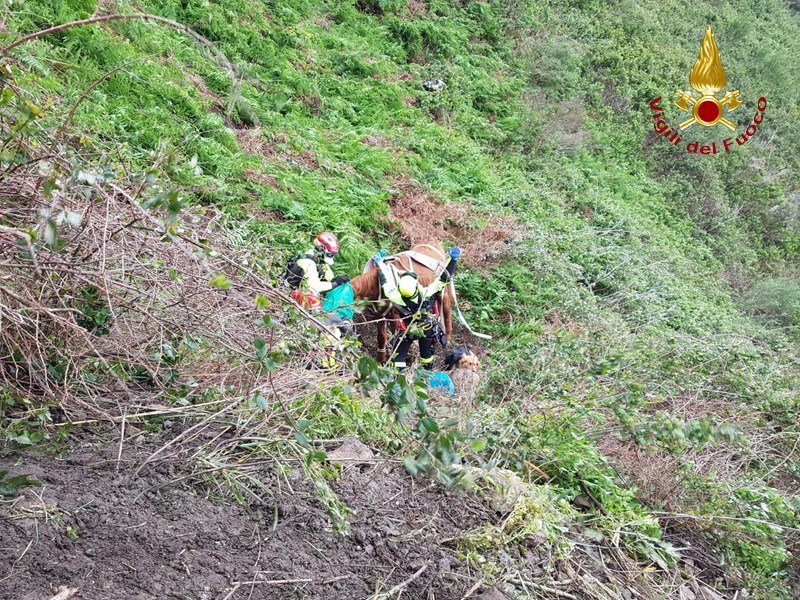 Campo Calabro, cavallo cade in un dirupo: recuperato dai Vigili del Fuoco