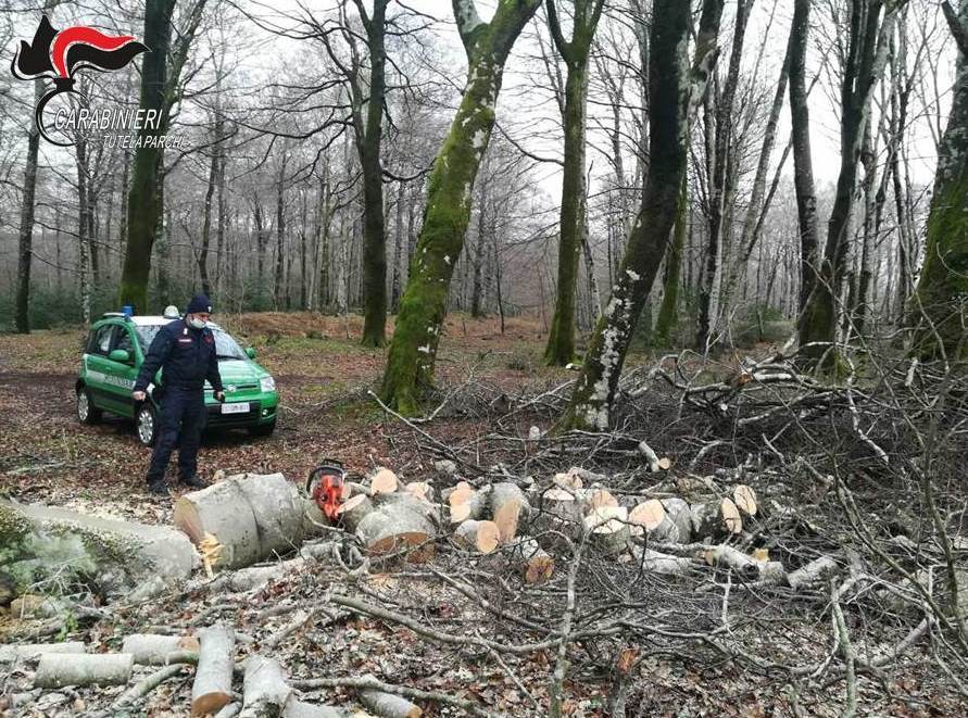 Sorpreso a tagliare legna all’interno del Parco d’Aspromonte. Deferito 61enne