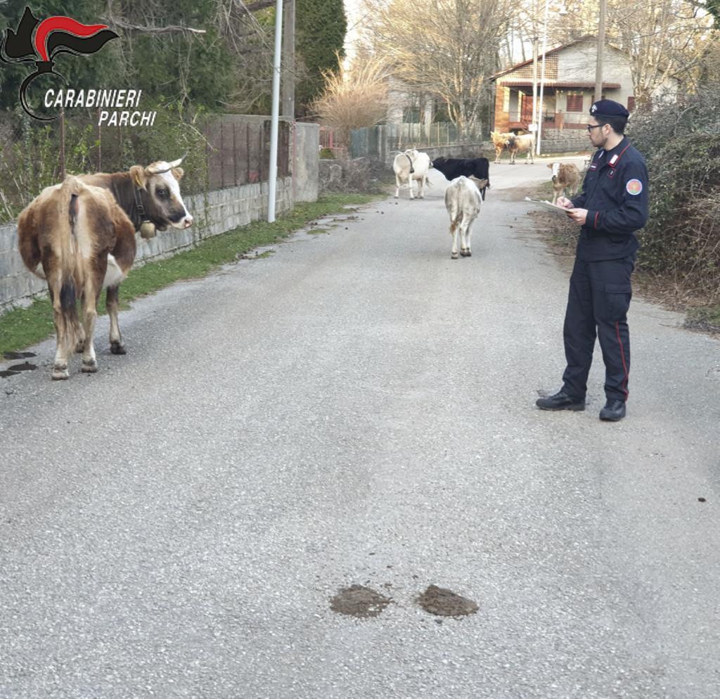 Parco Aspromonte, Carabinieri scoprono irregolarità dal valore di 7000 euro