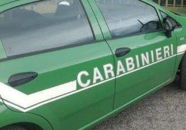Sequestrato caseificio fatiscente nel reggino: norme igieniche assenti