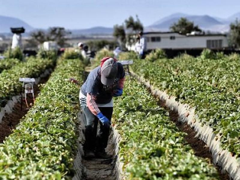 Calabria, dalla Regione altri 6 milioni per gli imprenditori agricoli