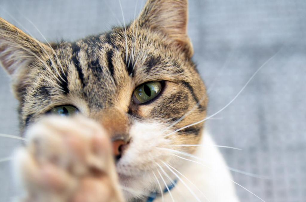 Animali e coronavirus, la dott.ssa Mangano: ‘Non li abbandonate per paura o notizie infondate’