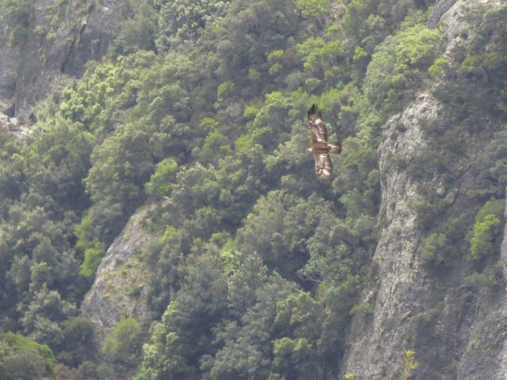 Aquila reale, in Aspromonte ‘censita’ la quinta coppia territoriale