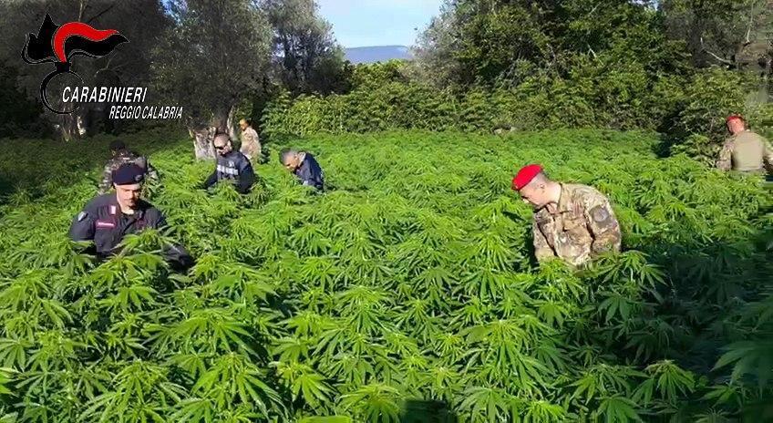 Coltivava marijuana, arrestato un uomo in provincia di Reggio