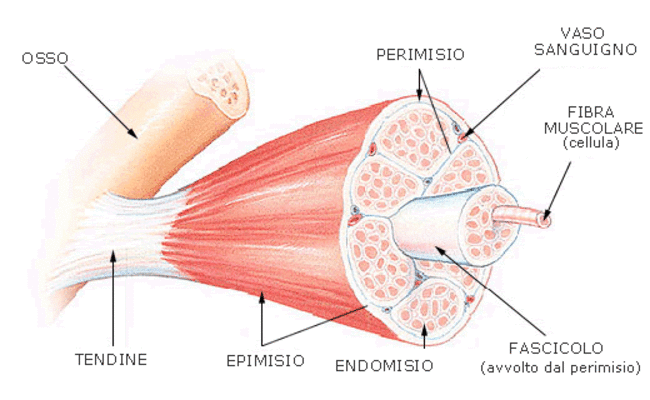 Fibre muscolari: quali sono e come si allenano