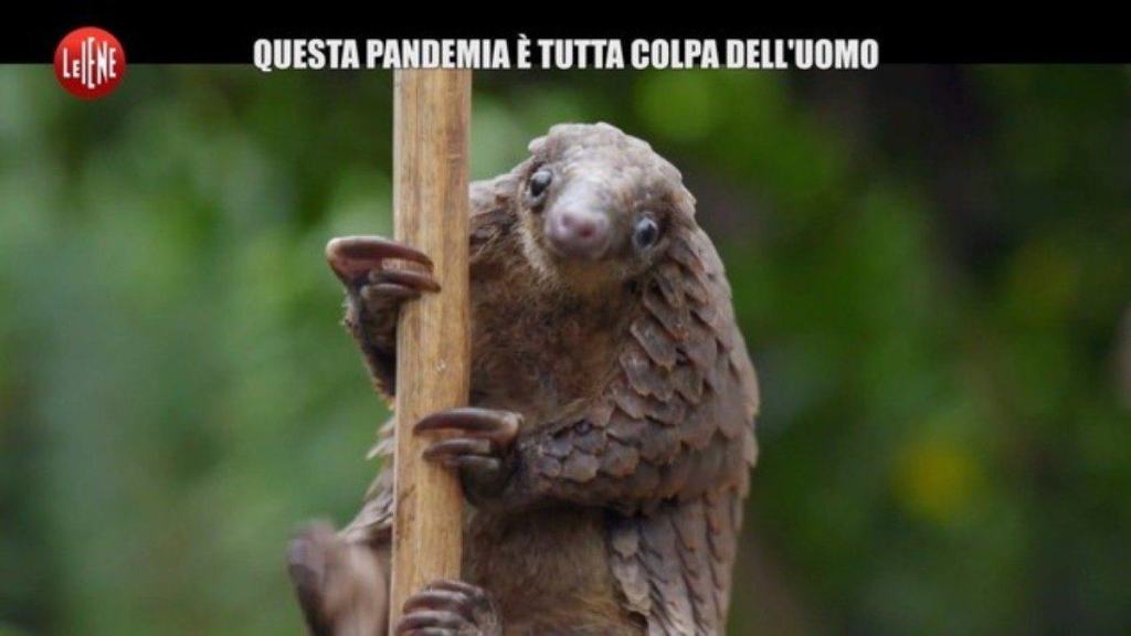 Pangolino, mammifero a rischio estinzione, divenuto famoso a causa del Coronavirus