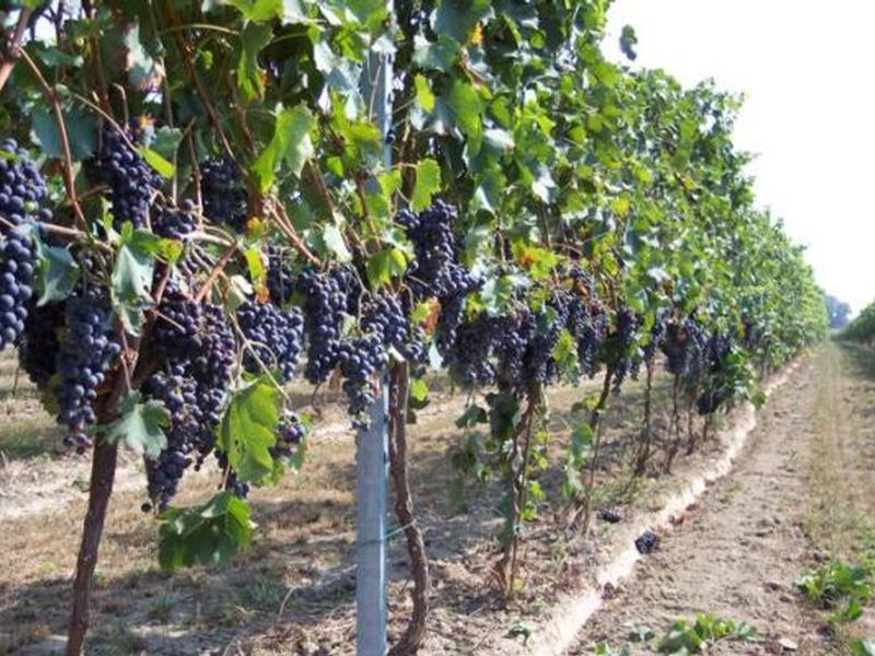 Ristrutturazione vigneti, Gallo: ‘Dalla Regione 2 milioni di euro in un momento di grandi incertezze’