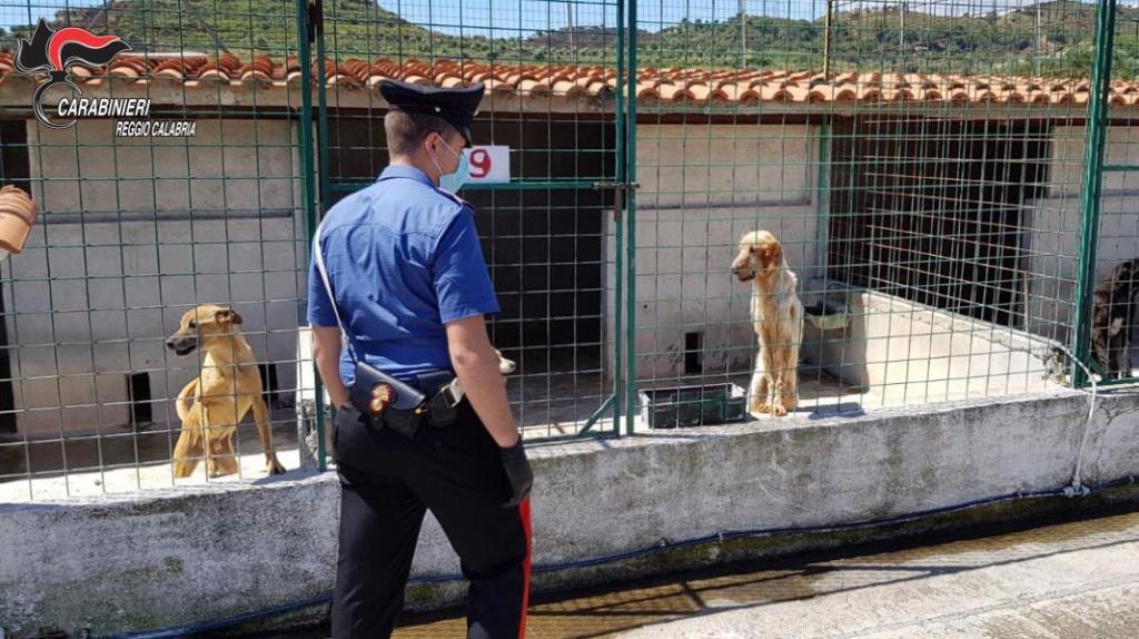 Sequestrato un canile irregolare nella Locride