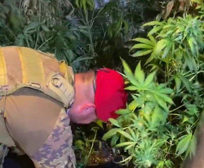 Si apre la stagione della marijuana. Arrestati 5 ‘coltivatori’ nella Locride