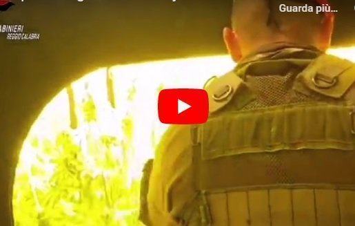 Arrestati 5 ‘coltivatori’ nella Locride. Il video dei Carabinieri