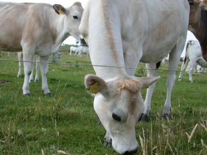 Agroalimentare, dalla Regione Calabria sostegno agli allevatori