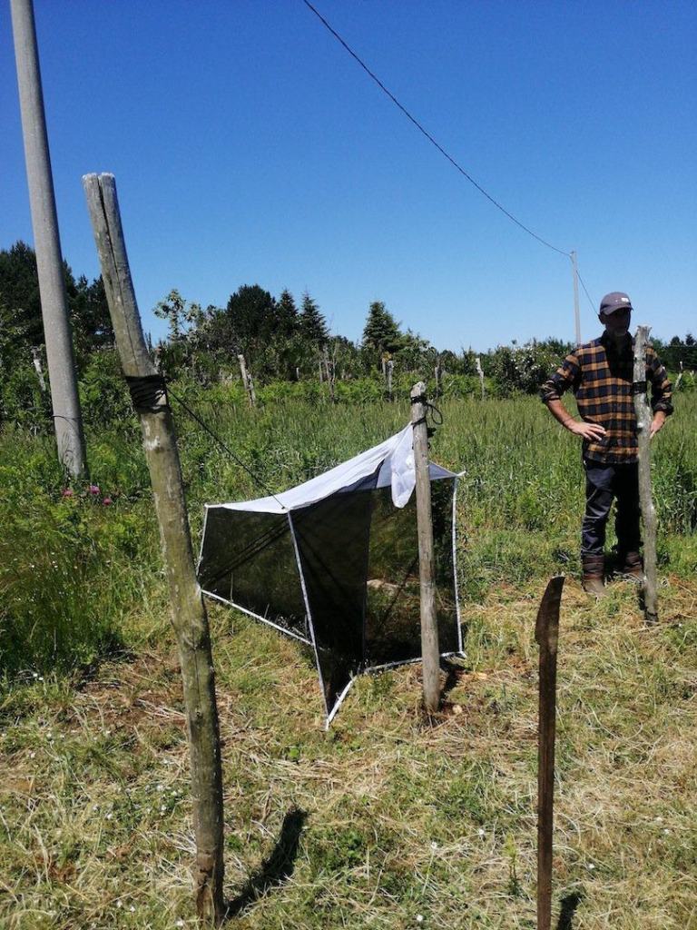 Salvaguardia degli impollinatori, il Parco dell’Aspromonte avvia il progetto ‘Simpara’