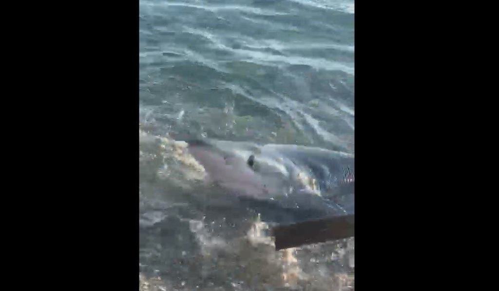 Reggio, uno squalo raggiunge la riva dello Stretto