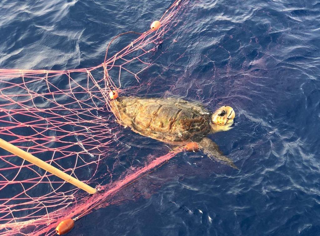 Trappola per pesci e imbarcazioni: sequestrata a Reggio una rete illegale di 5 km – FOTO