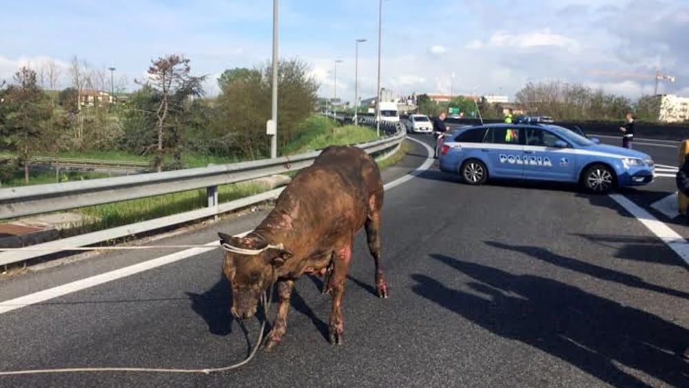 Reggio, toro infuriato crea il panico in città. L’ASP decide di abbatterlo