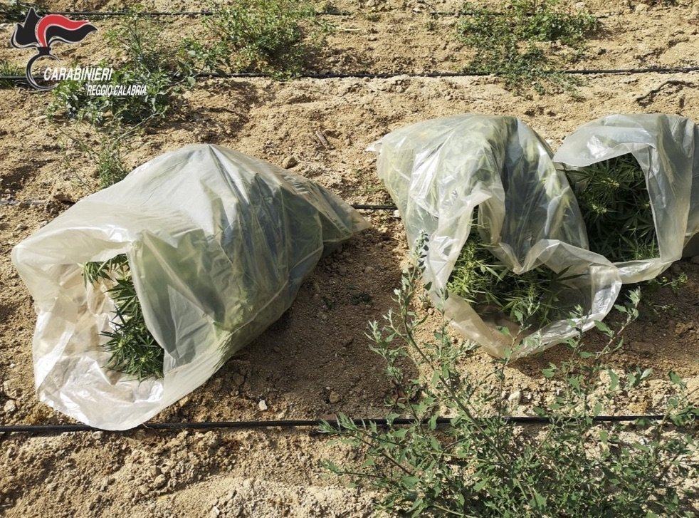 Scoperta piantagione di canapa indiana nel reggino