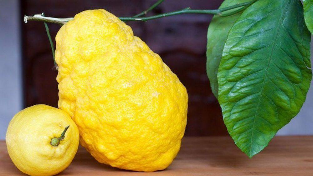 Calabria, la Regione in campo per la tutela del Cedro e dell’Arancio biondo