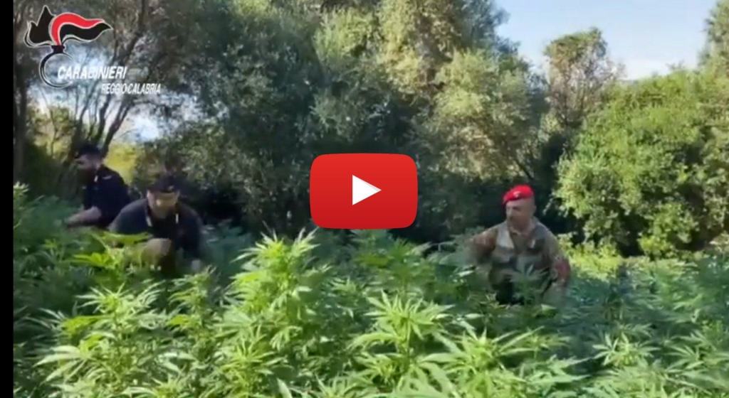 I Carabinieri trovano e distruggono una vasta coltivazione di marijuana