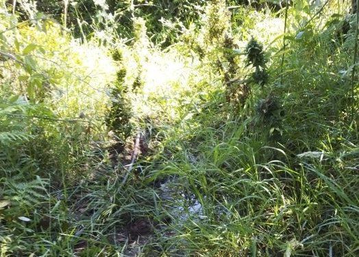 Scoperte duemila piantine di marijuana in stato di abbandono in provincia di Reggio