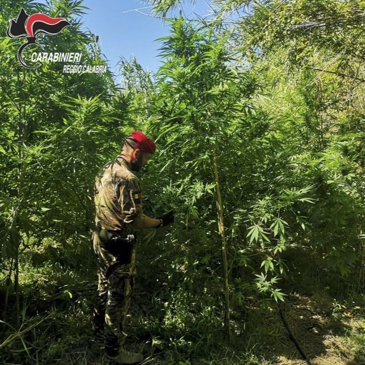 450 piantagioni di marijuana rinvenute in provincia di Reggio Calabria