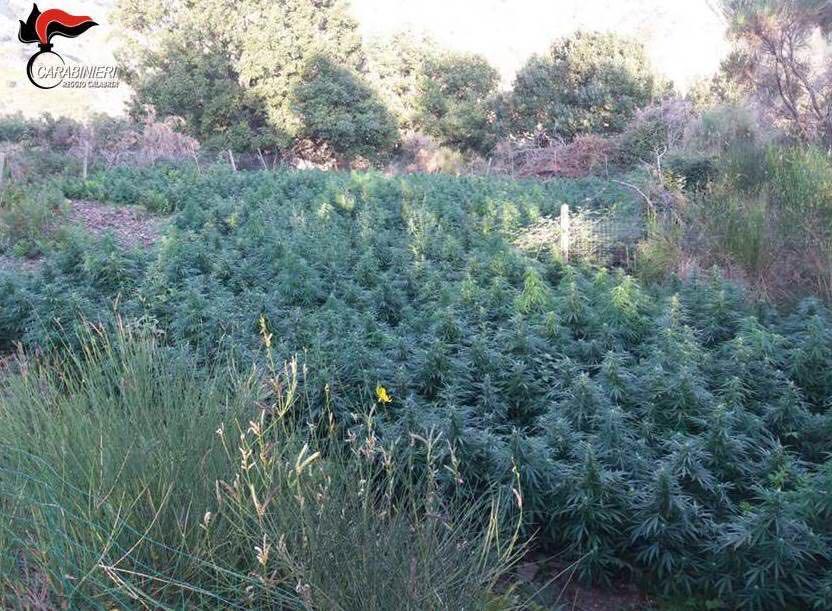 Scoperte 2 mila piante di marijuana in provincia di Reggio