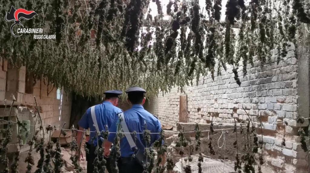 Capannone adibito ad essiccatoio di marjuana. 7.000 piante sequestrate nel reggino