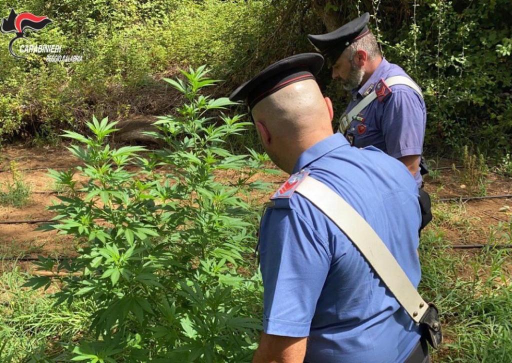 Piantagioni marijuana nel reggino: arrestati zio e nipote