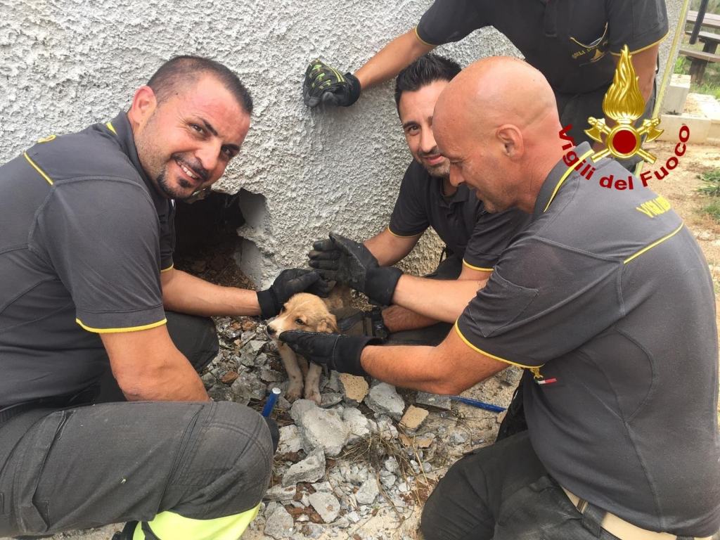 Calabria, squadra di Vigili del Fuoco salva una cagnolina