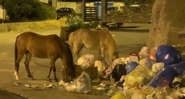 Comunali Reggio – Klaus Davi: ‘Cavalli divorano rifiuti ad Archi CEP’