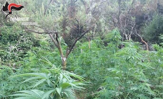 Trovate 1200 piante di canapa nel reggino: arrestate 4 persone