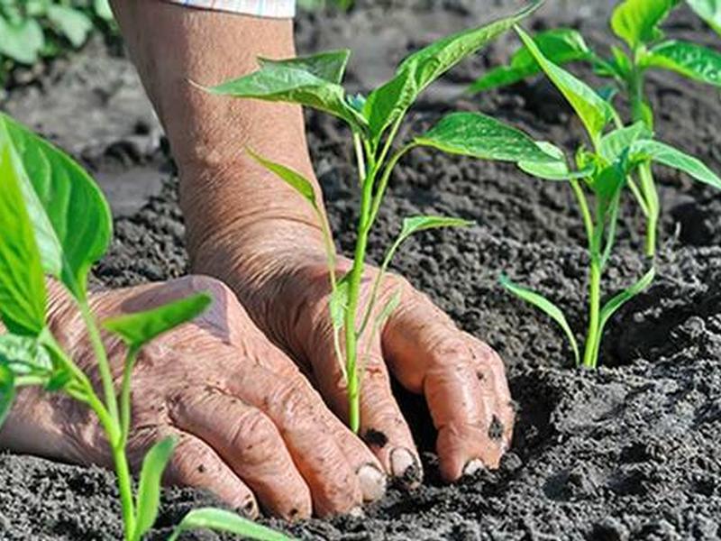 Decreto Semplificazione, Gallo: ‘Calabria in aiuto alle aziende agricole frenate dal lockdown’