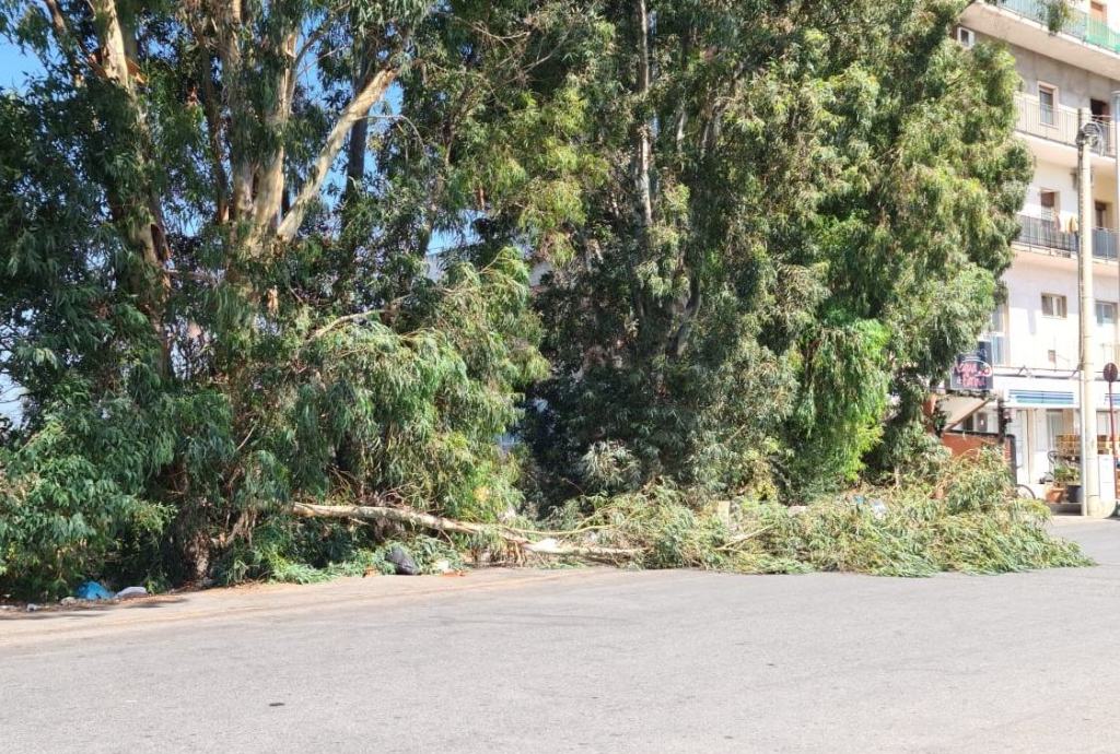 Reggio, grosso ramo cade sulla strada a Pellaro