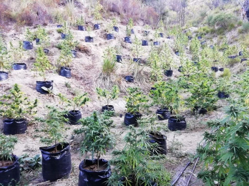 Marijuana, arrestati coltivatore e venditore in provincia di Reggio