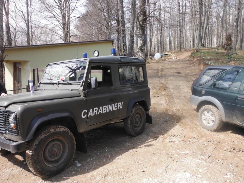 Bagaladi, 5 persone sorprese a razziare piante di leccio in un bosco privato. Arrestati