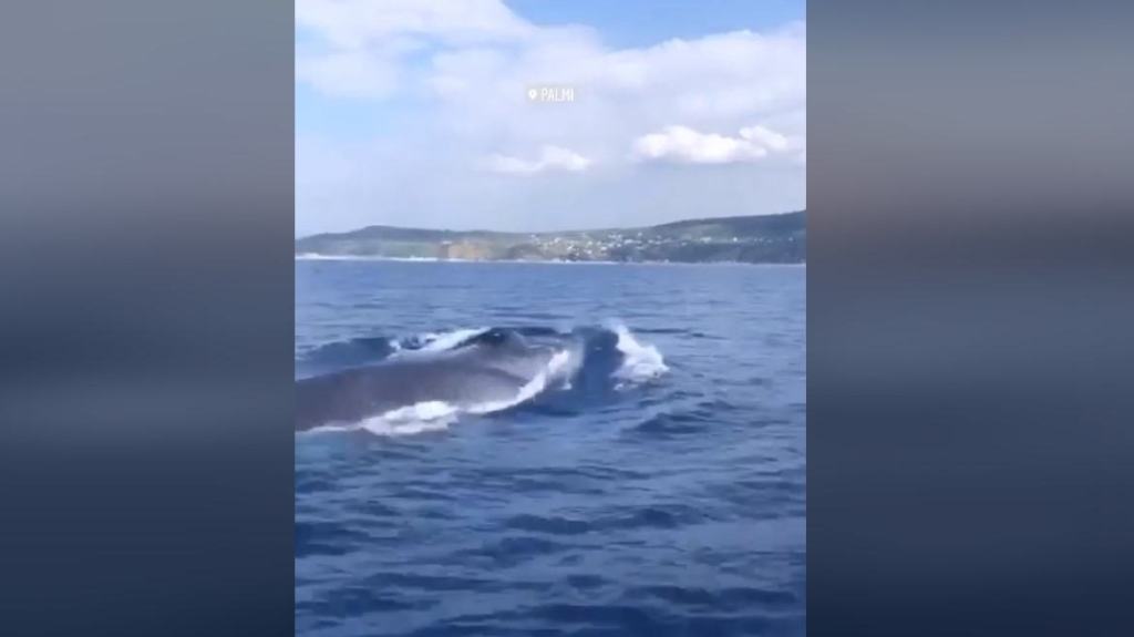 Una balena solca le acque dello Stretto