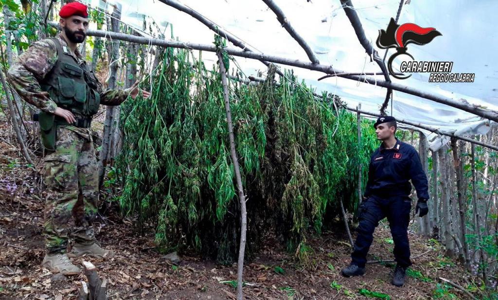 Reggio, trovate e sequestrate due piantagioni di canapa indiana