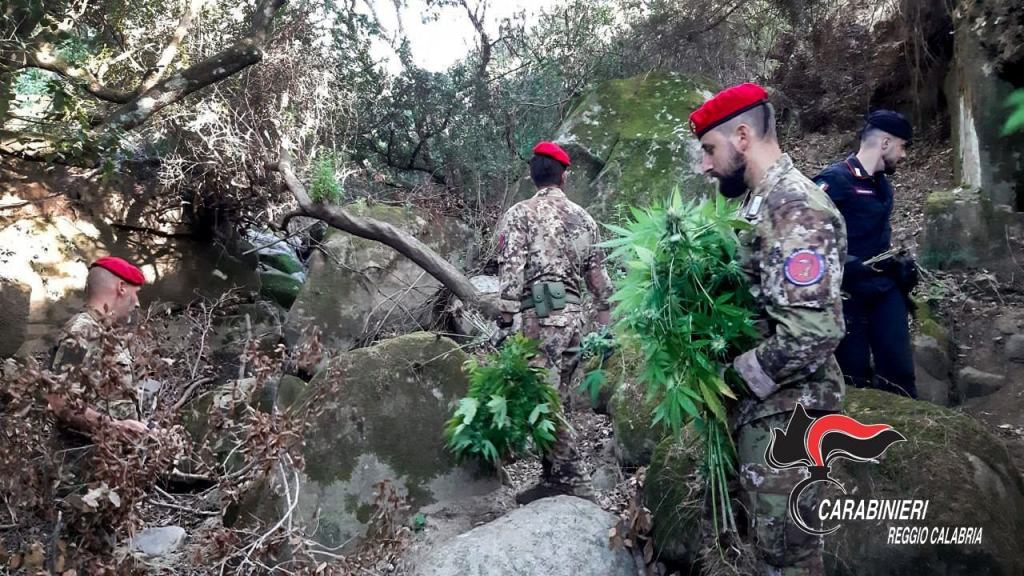 Droga a San Luca. Scoperte altre due piantagioni – FOTO