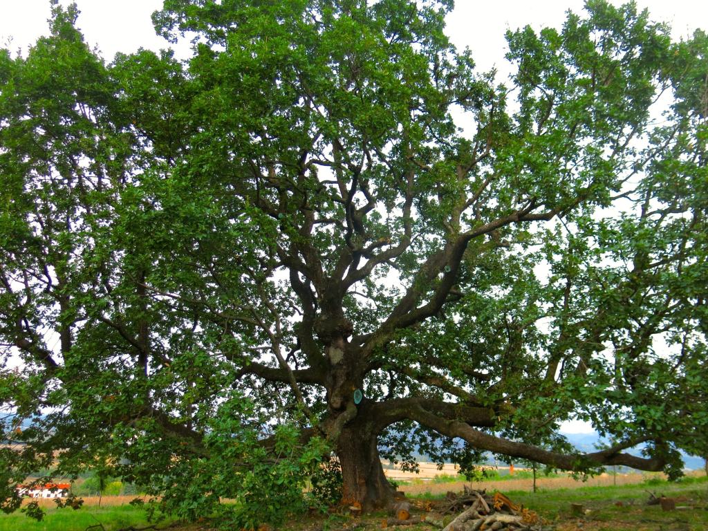 Una quercia dell’Aspromonte diventa un’opera d’arte